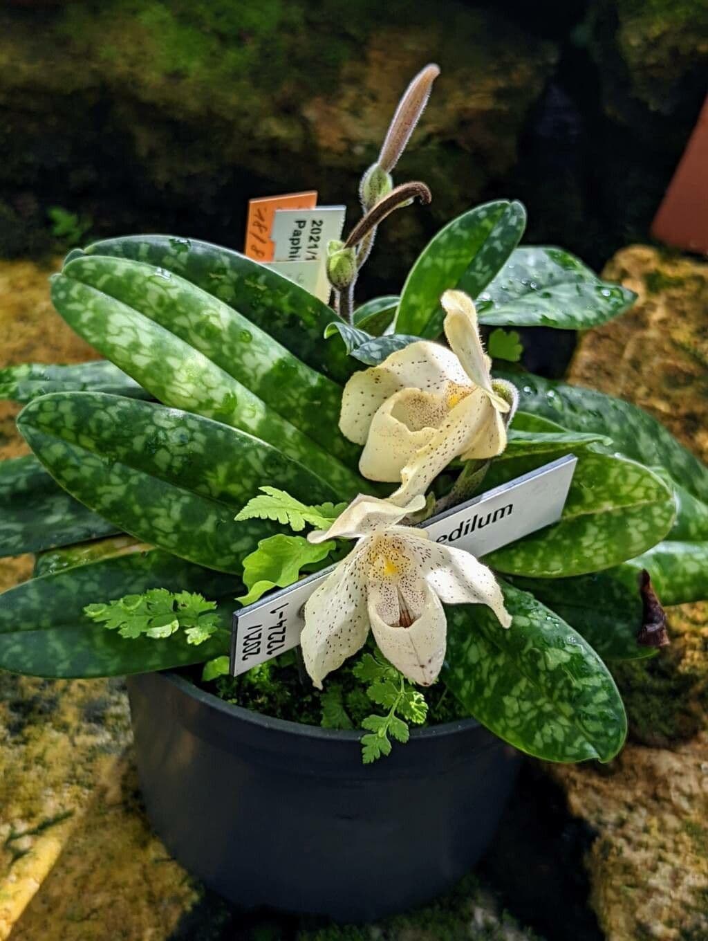 Paphiopedilum monocolore 7