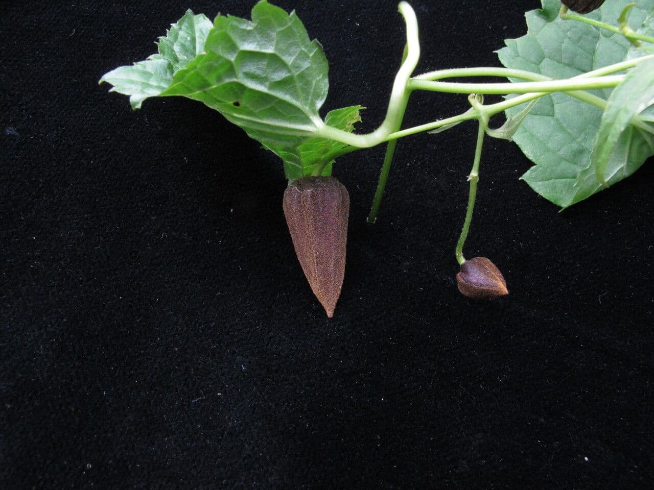 Clematis connata 6