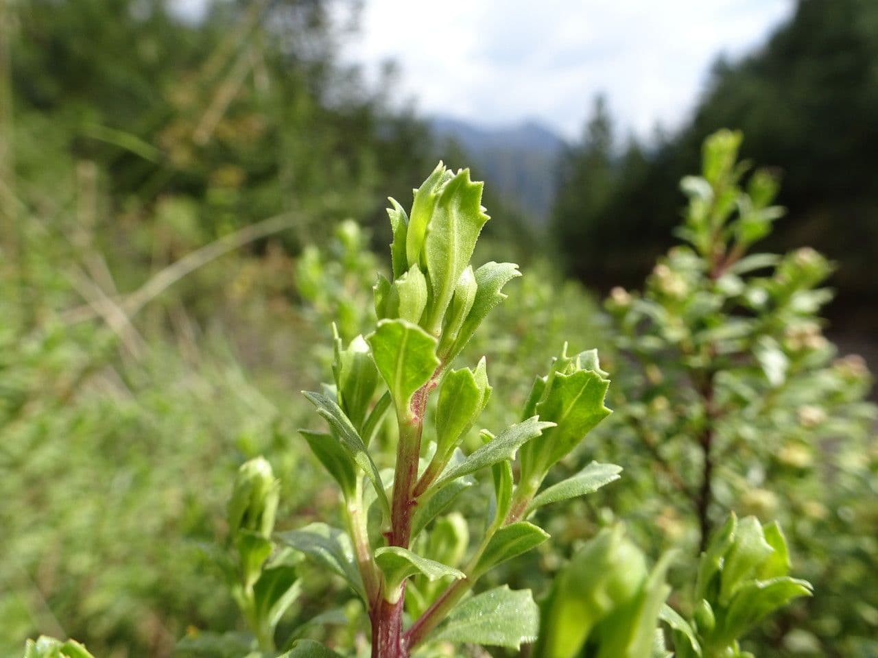 Baccharis 2