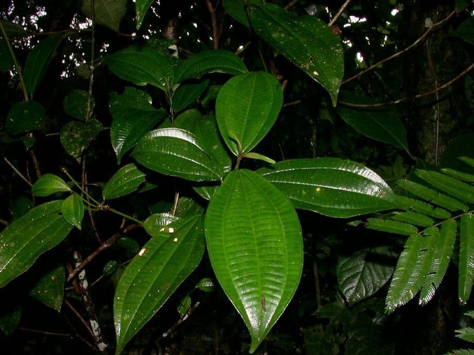 Miconia cooperi 13