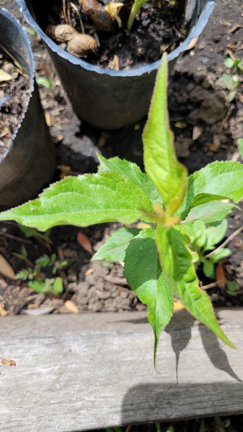 Chinese bush cherry 14