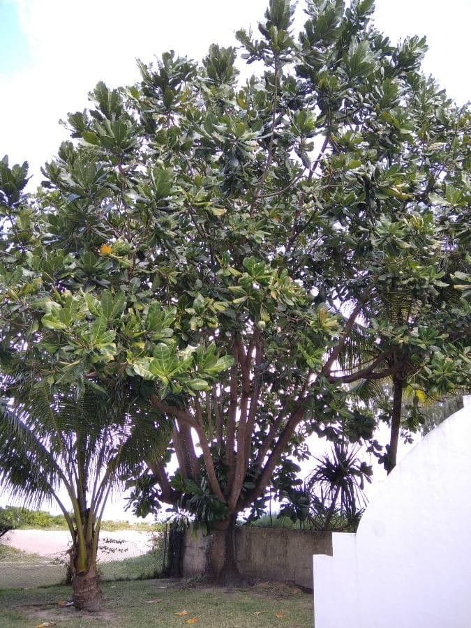 Barringtonia 14