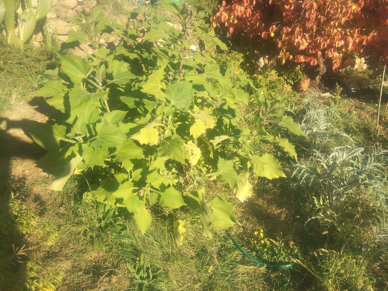 Yacon 10
