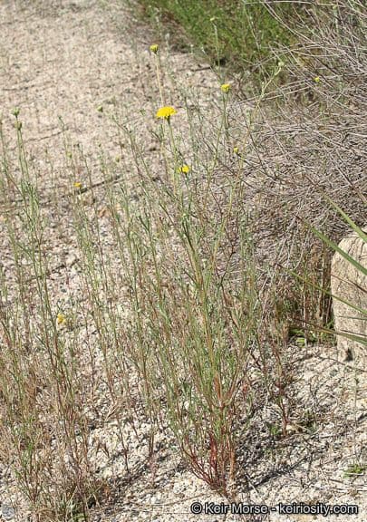 Chaenactis glabriuscula 11
