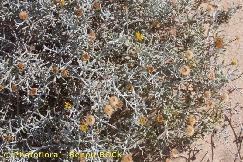 Pulicaria 10
