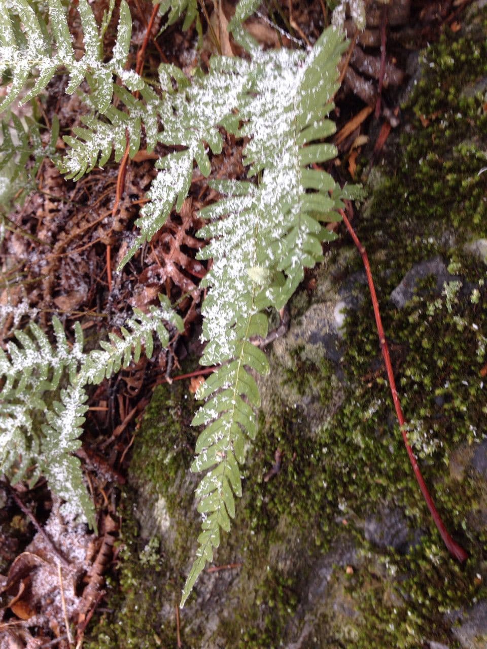 Polypodium virginianum 16