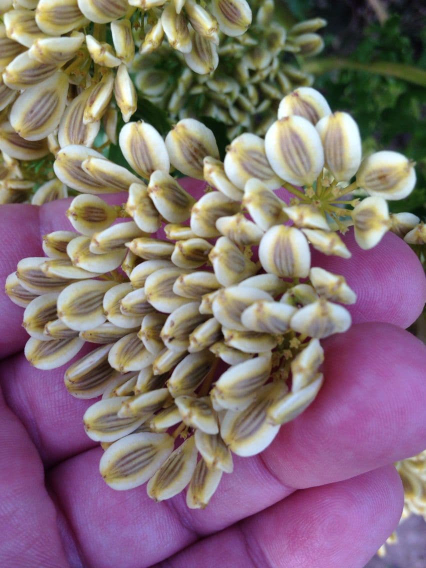 Polytaenia nuttallii 2