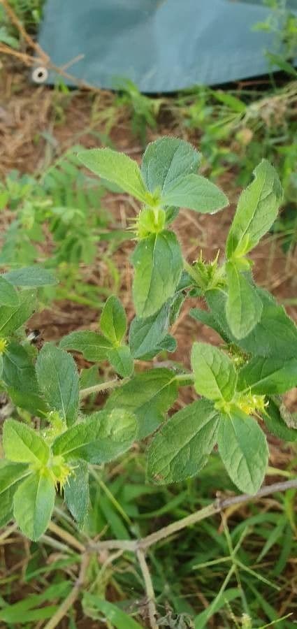Acanthospermum 11