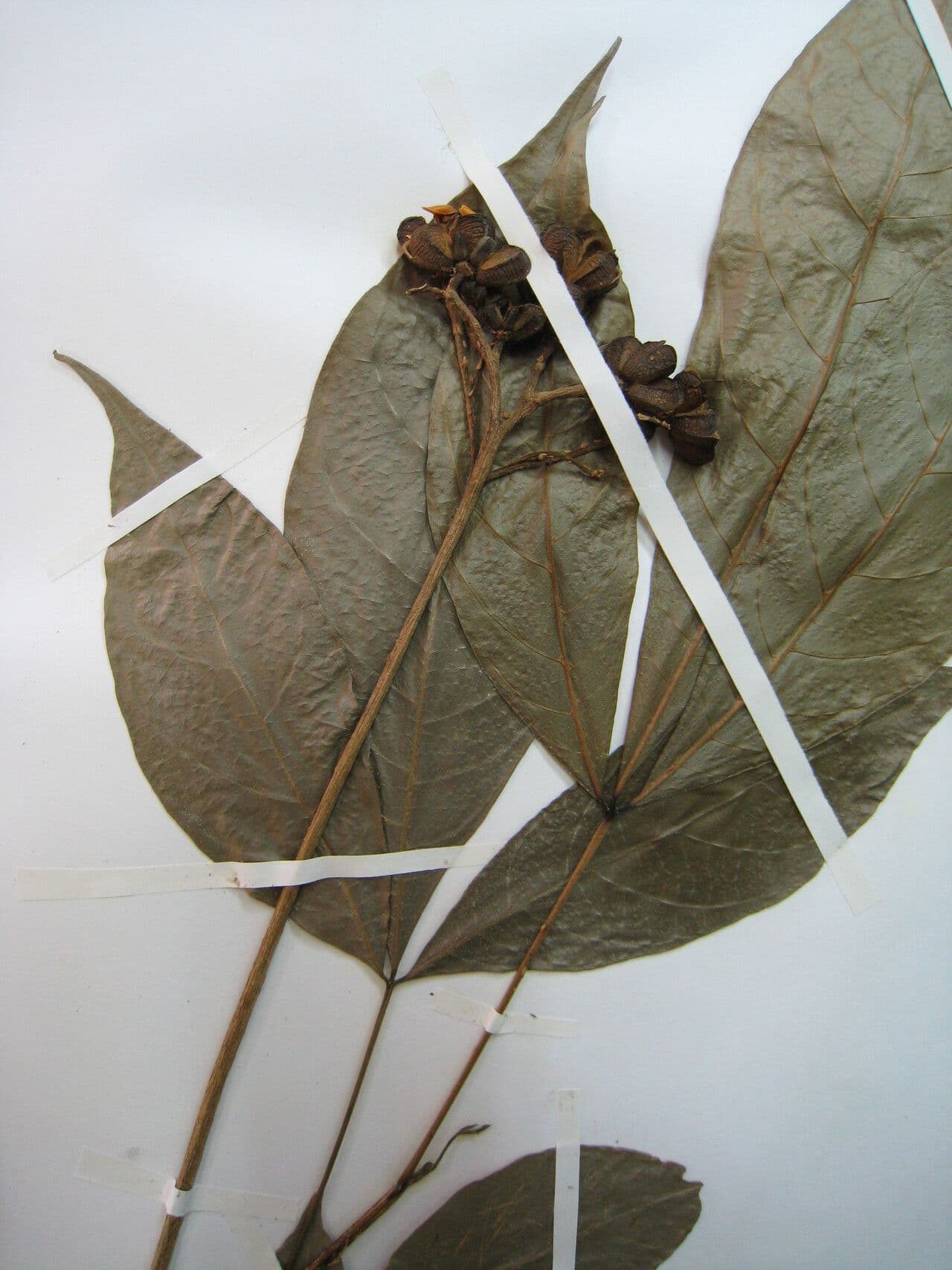 Ticorea fetida