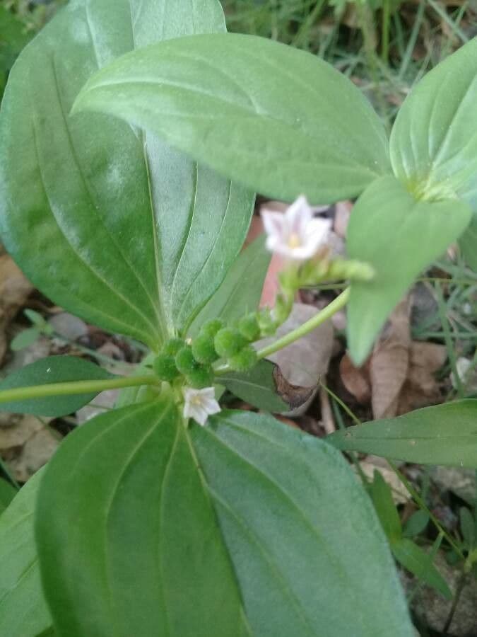 Spigelia 4