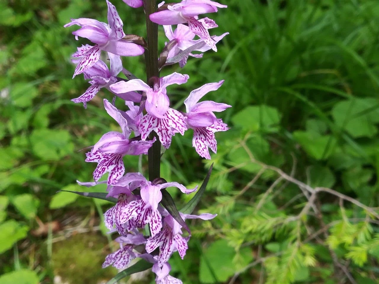 Orchidea di Fuchs 10