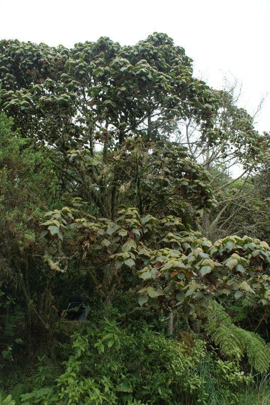 Dombeya 6