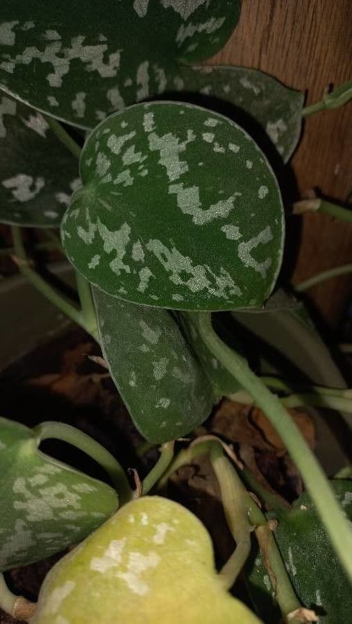 Scindapsus 13