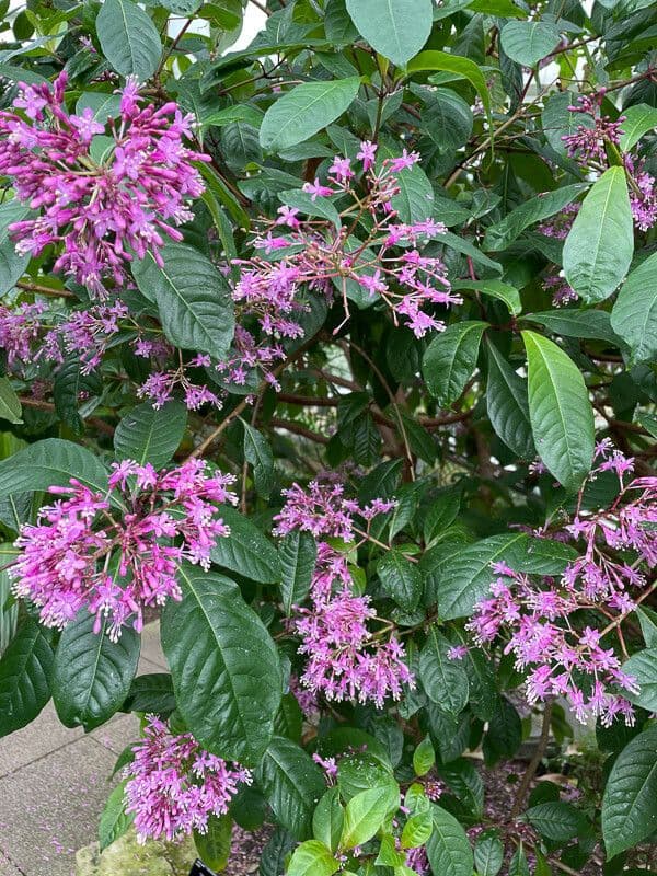 Fuchsia 9