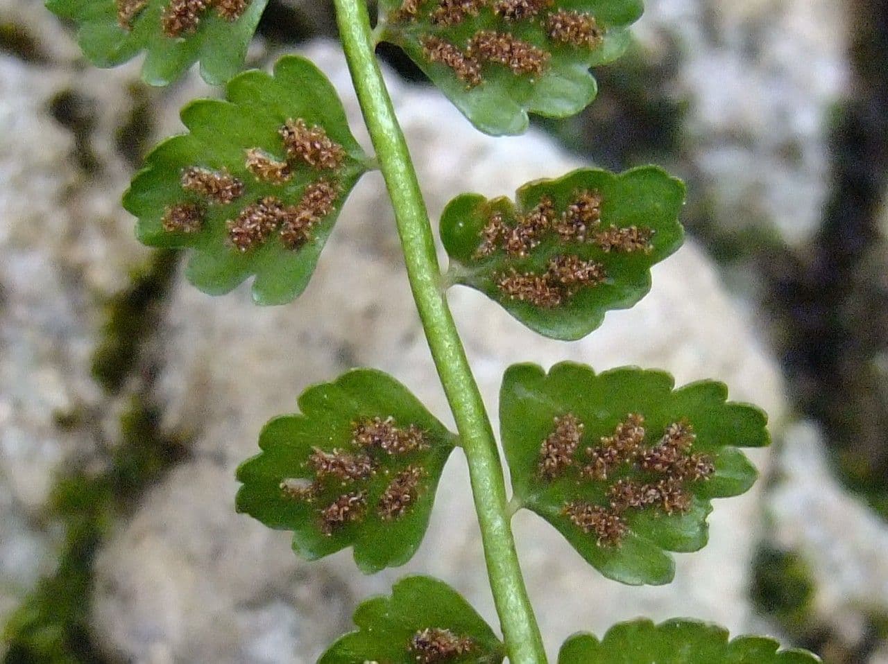 Asplenio verde 9