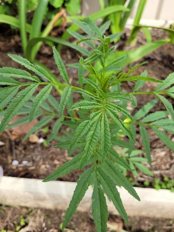 Tagetes minuta 15