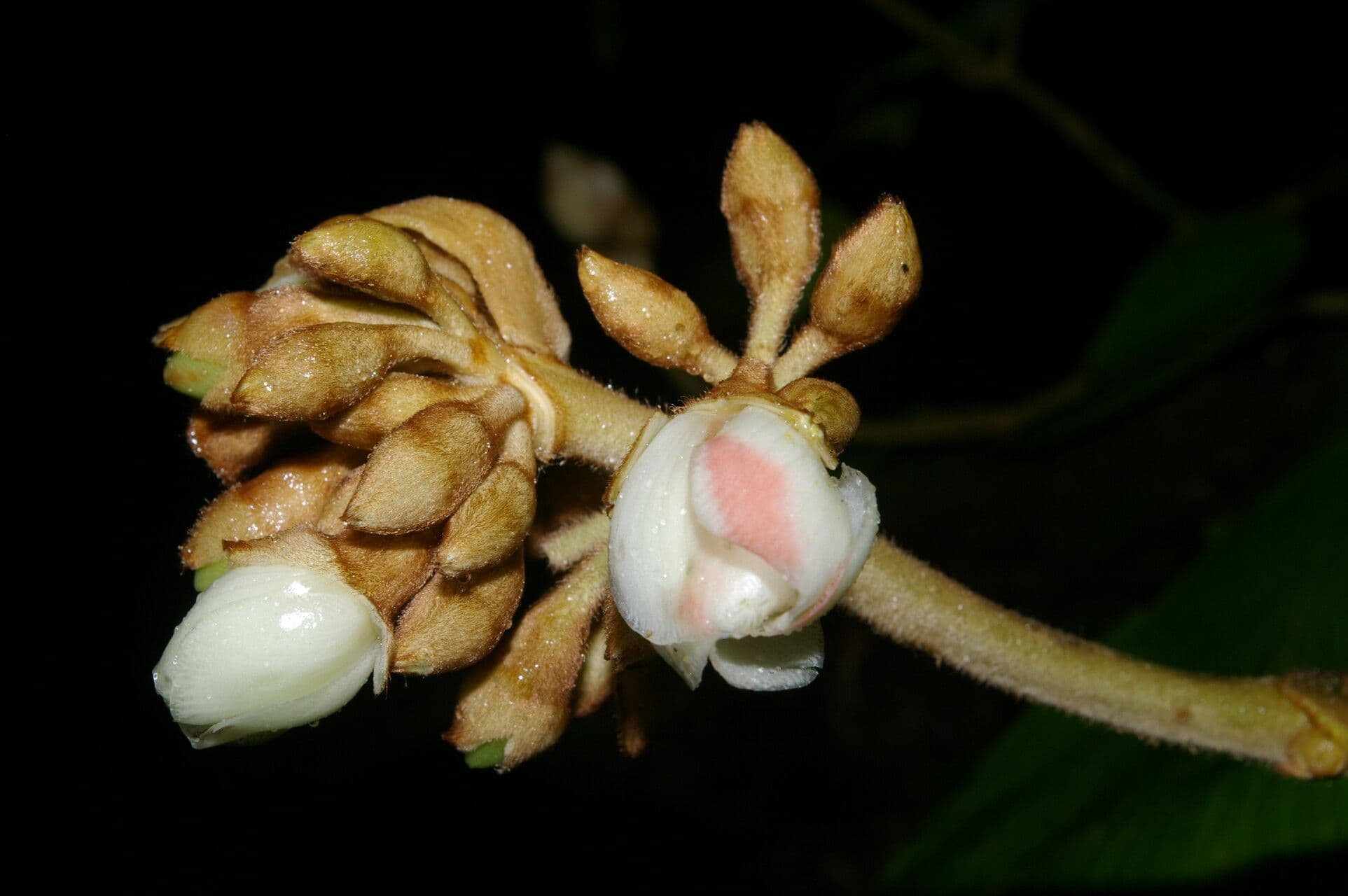 Meriania 2
