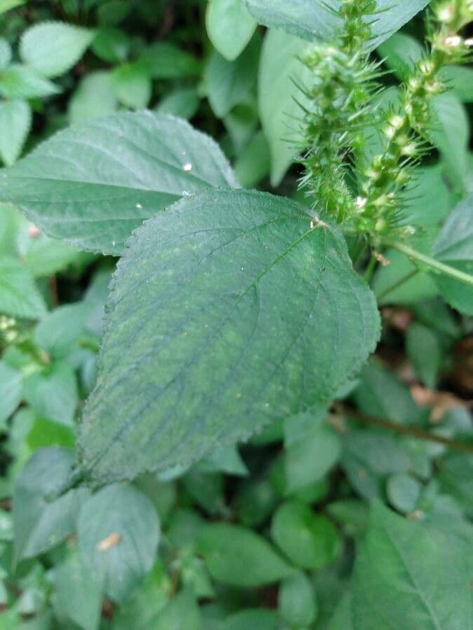 Acalifa setosa 11