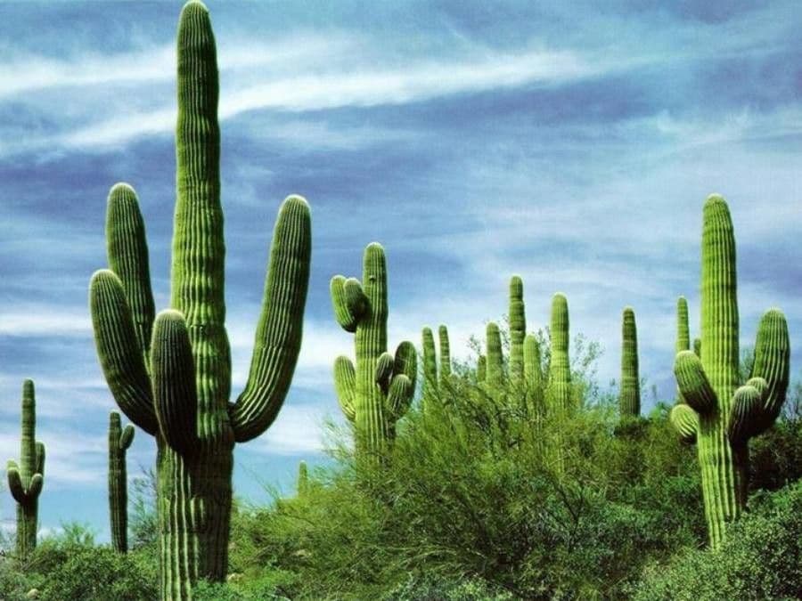 Sahuaro 17