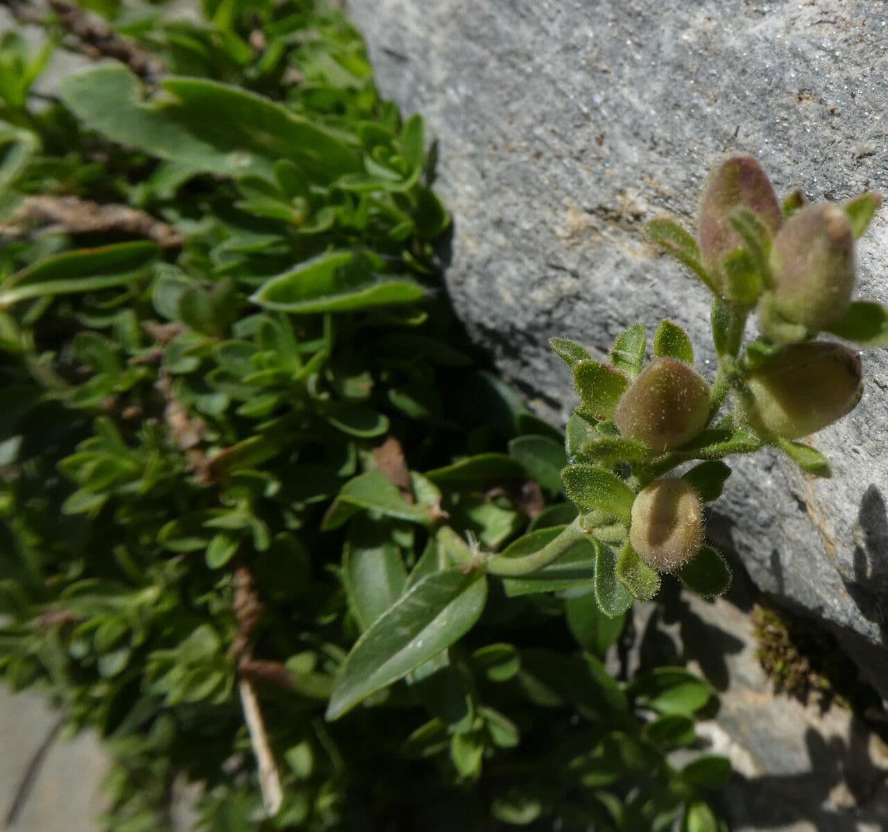 Veronica fruticulosa 3
