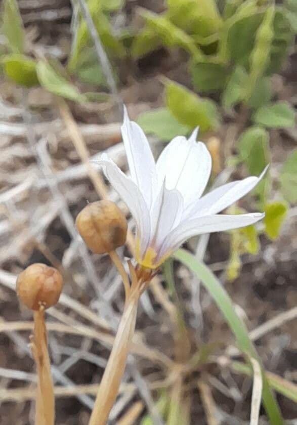 Sisyrinchium micranthum 3