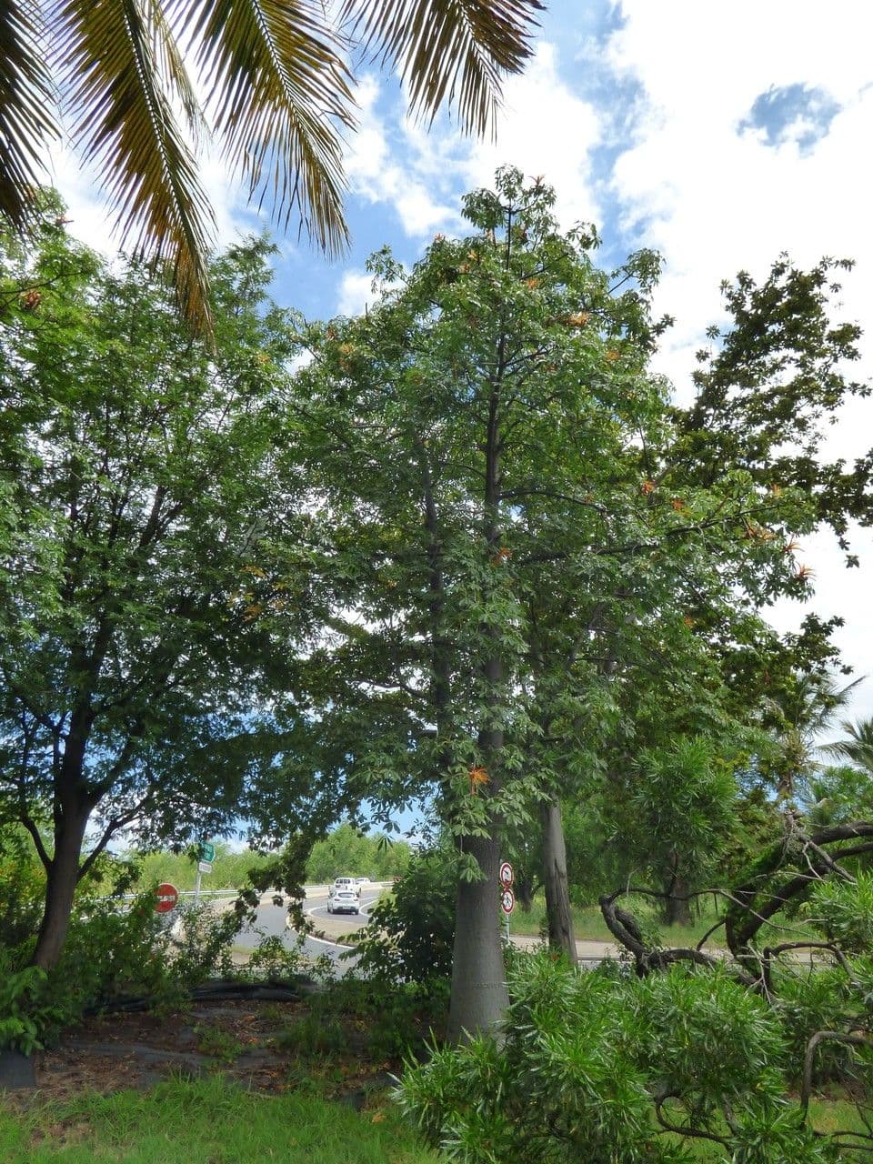 Baobab 7