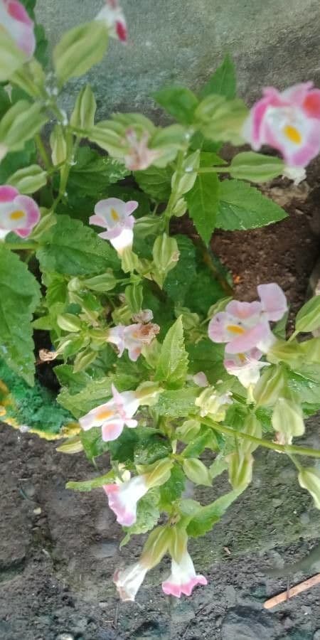 Torenia 25