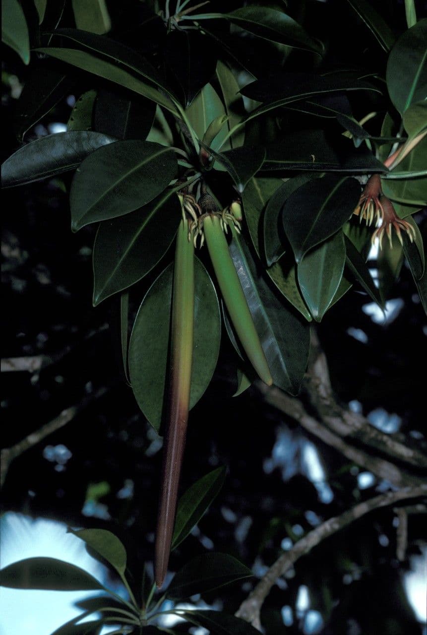 Mangrovia birmana 2