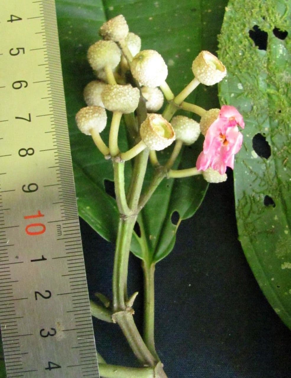 Miconia 10