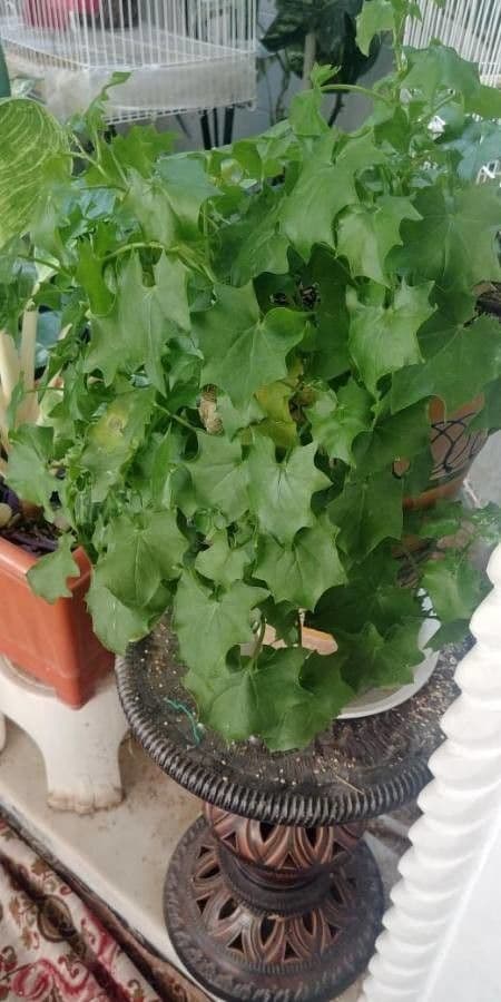 Delairea odorata 13
