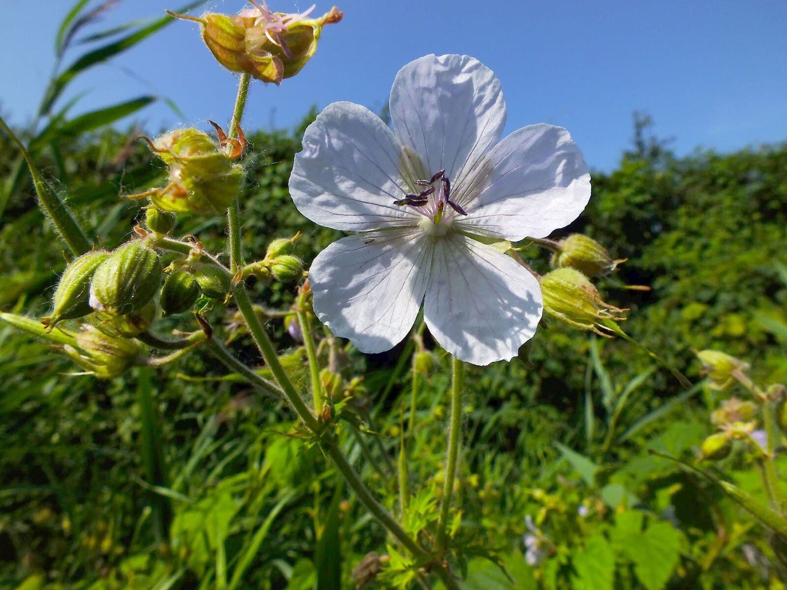 Geránium potočné 26
