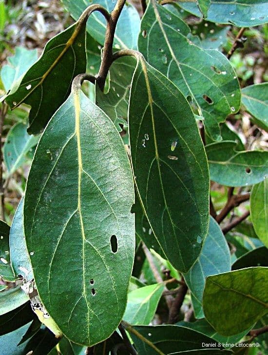 Cryptocarya 4