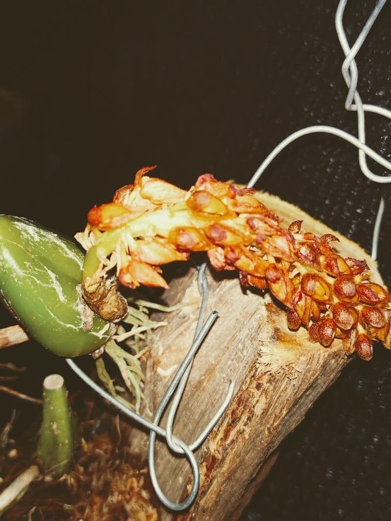 Bulbophyllum
