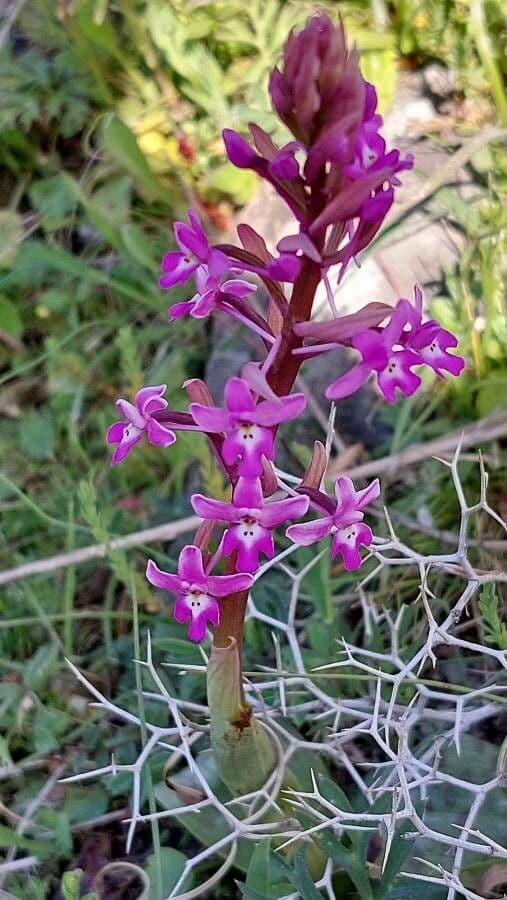 Orchide a quattro macchie 3