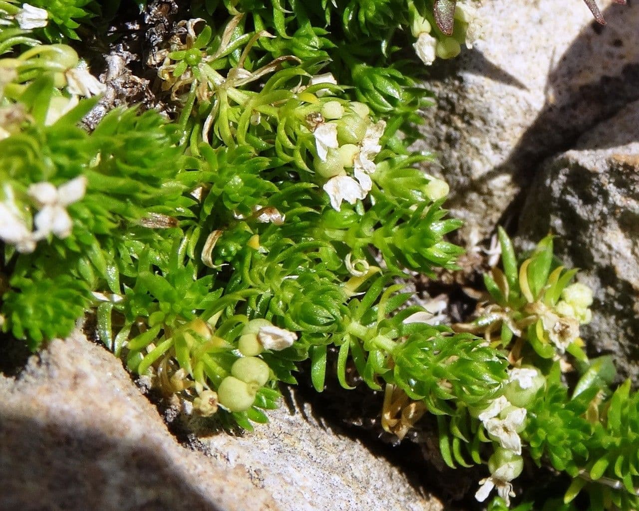 Rubiacea 15