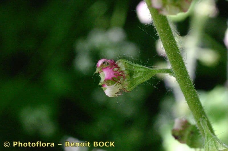 Tellima grandiflora 27