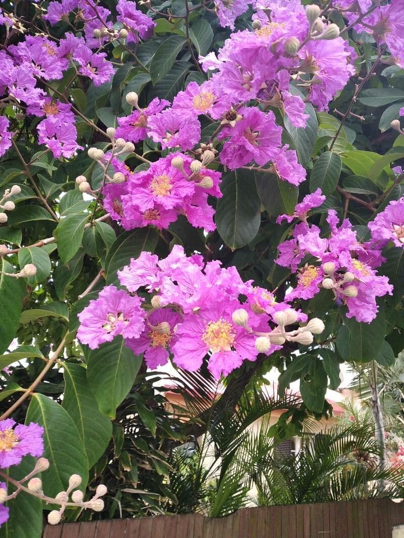 Lagerstroemia splendide 7