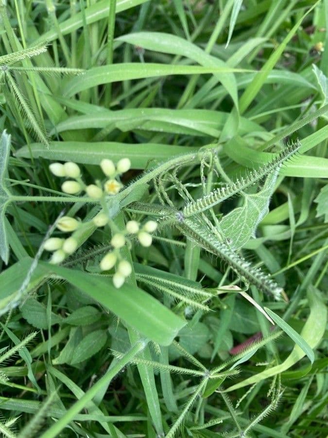 Gronovia 5