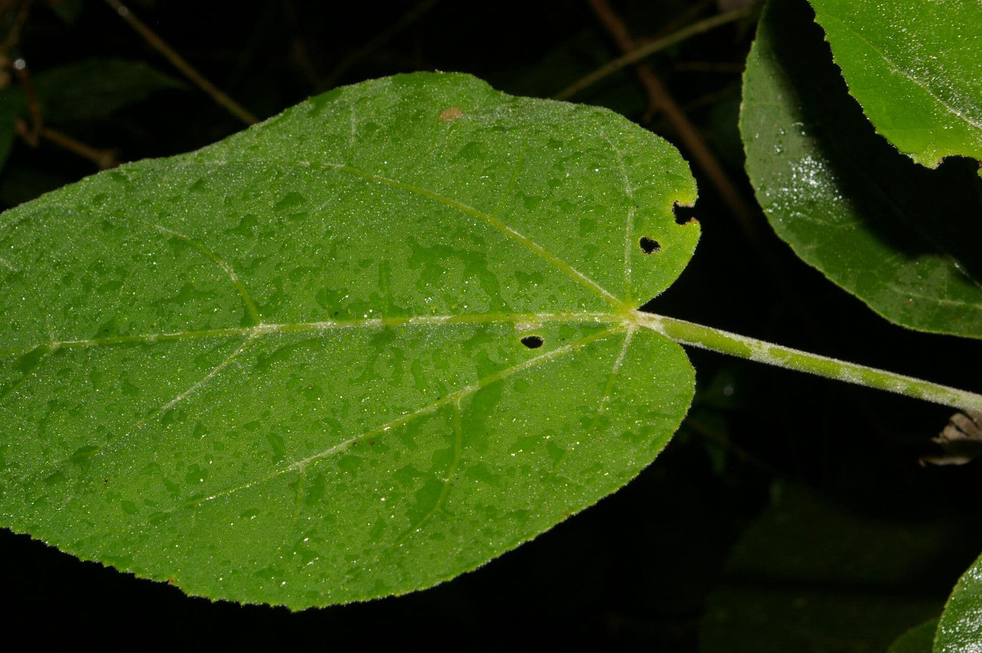 Malvaviscus 10