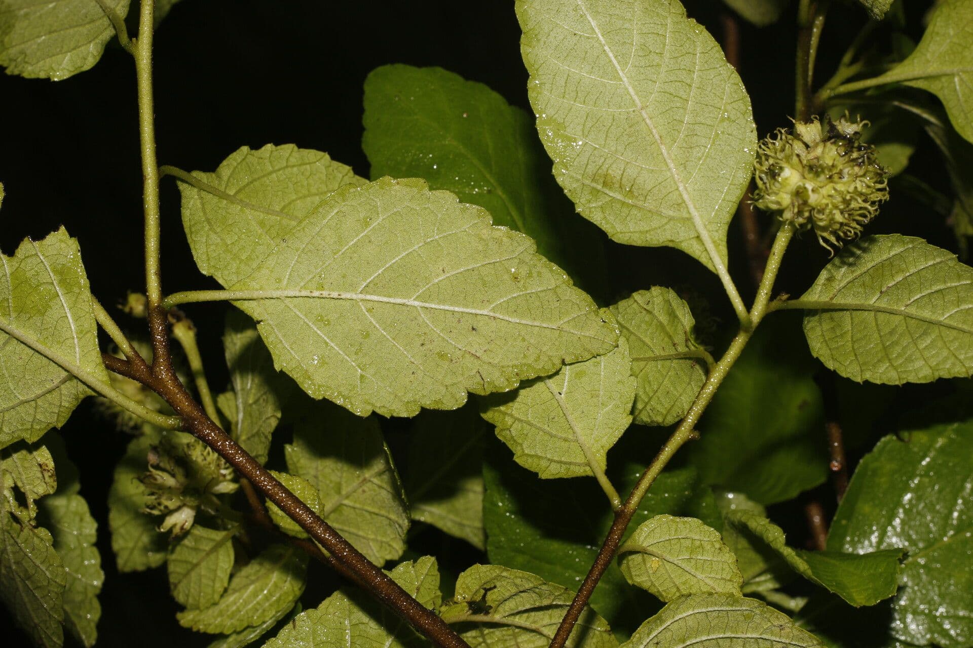 Varronia bullata 8