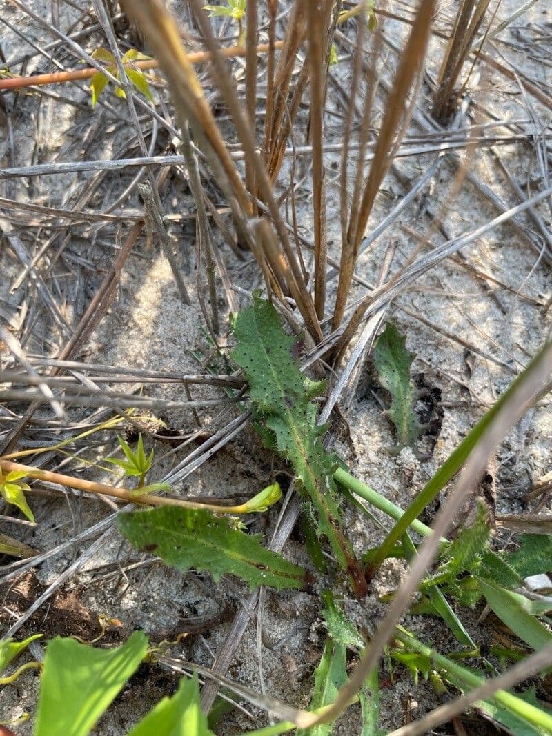 Krigia virginiana 15