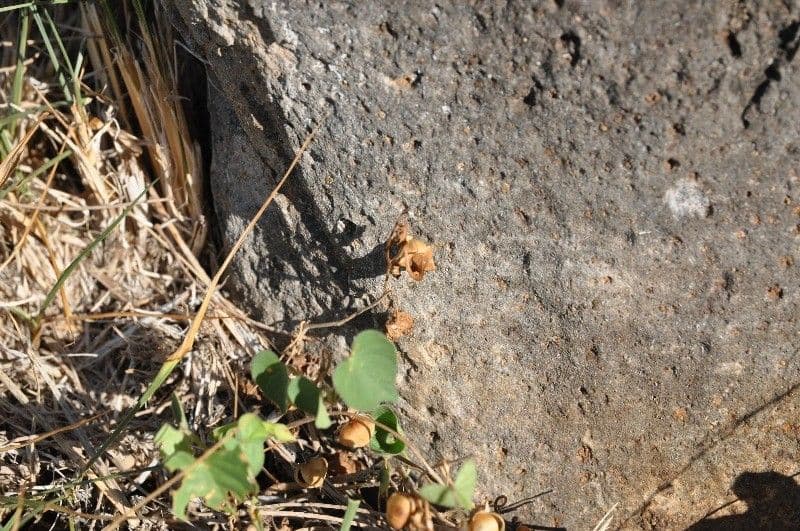 Ipomoea tmavá 4