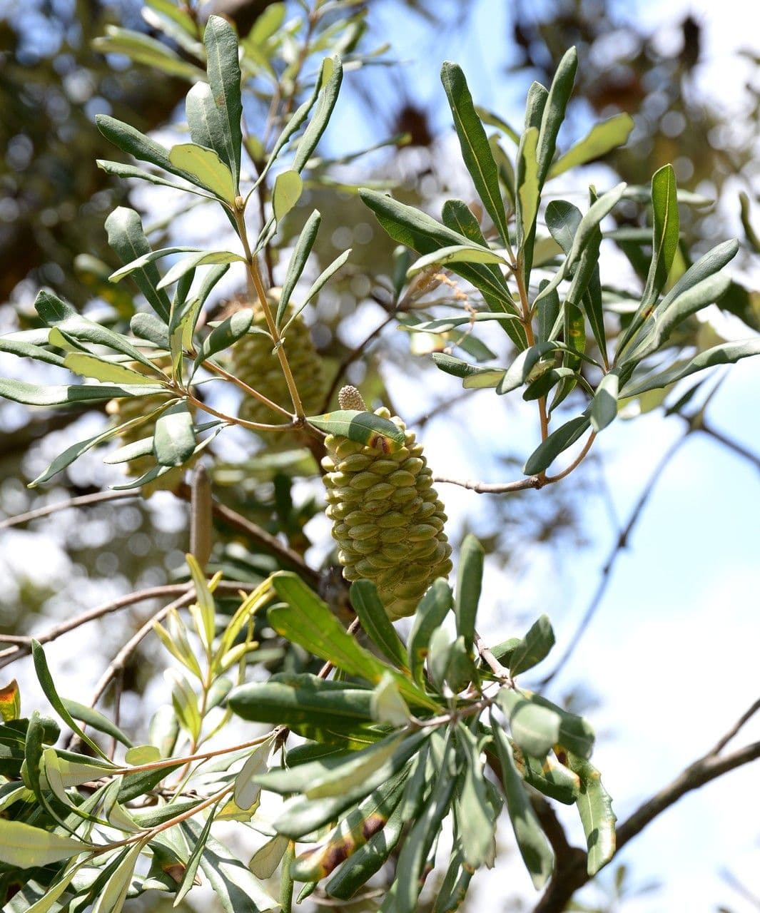 Banksia integrifolia 29