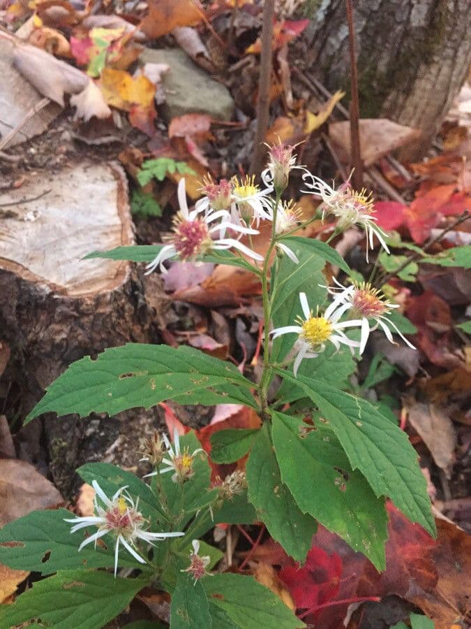 Berg-Aster 12
