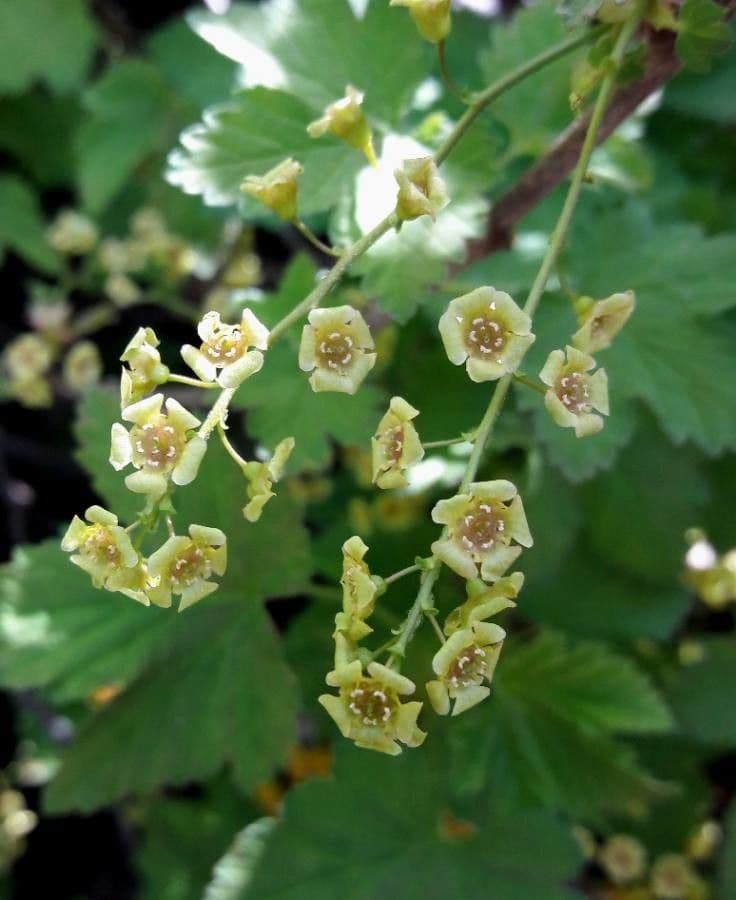 Ríbezľa červená 9