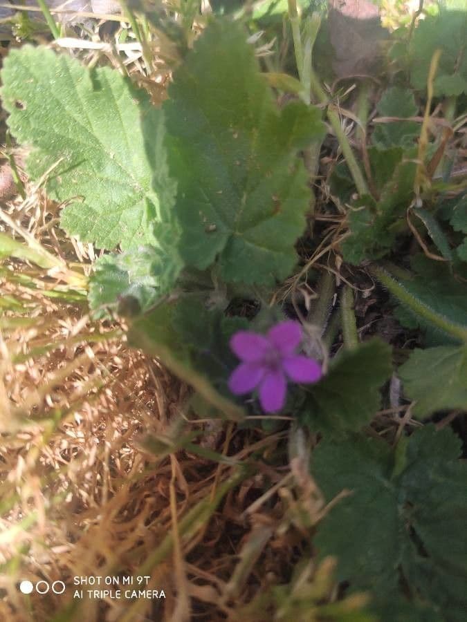 Erodium aethiopicum 7