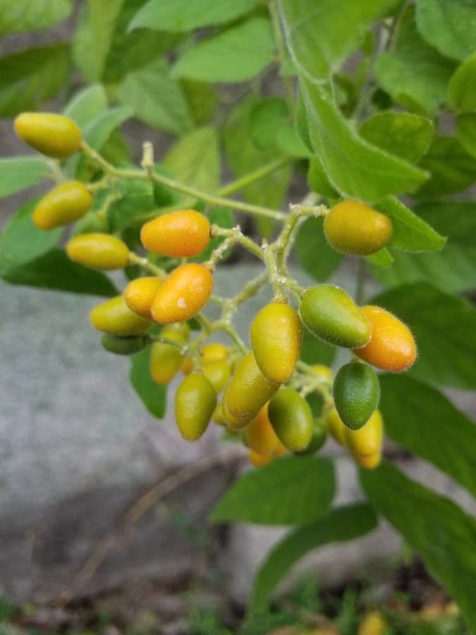 Micromelum 3