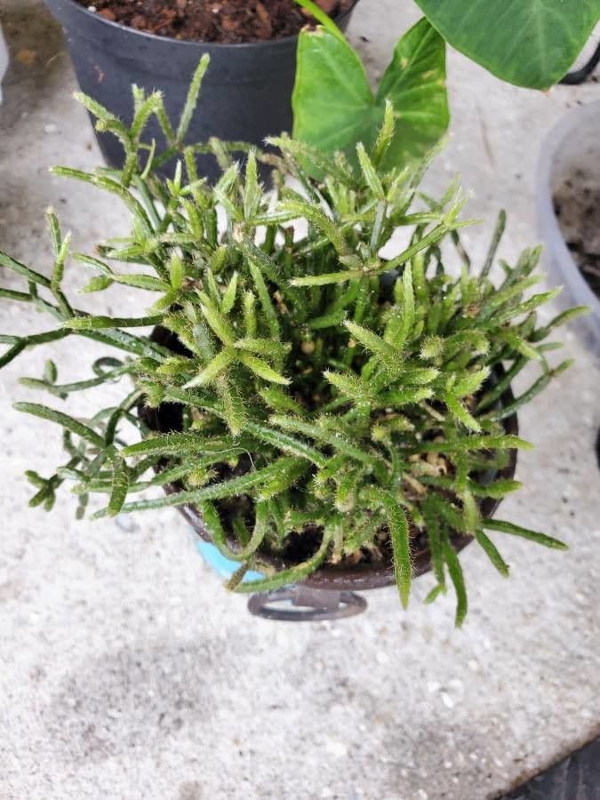 Rhipsalis 9