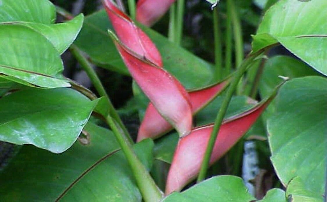 Heliconia eretta 7