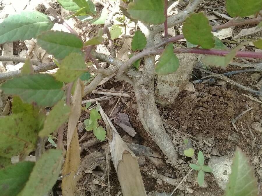 Sida spinosa 19